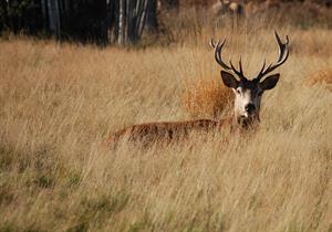 stag